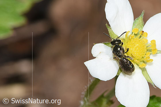 Photo: Probably Lasioglossum morio on Fragaria vesca. Length 6mm. Female. View from diagonally above.