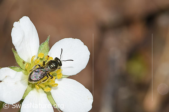 Foto: Wahrscheinlich Dunkelgrüne Schmalbiene (Lasioglossum morio) an Wald-Erdbeere (Fragaria vesca). Länge 6mm. Weibchen. Ansicht von oben.