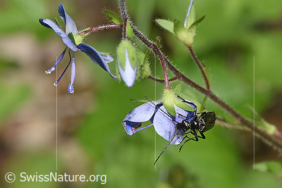 Foto: Oedemera tristis (Scheinbockkäfer) an Gamander-Ehrenpreis (Veronica chamaedrys). Länge 9 - 12mm. Ansicht von vorne oben.