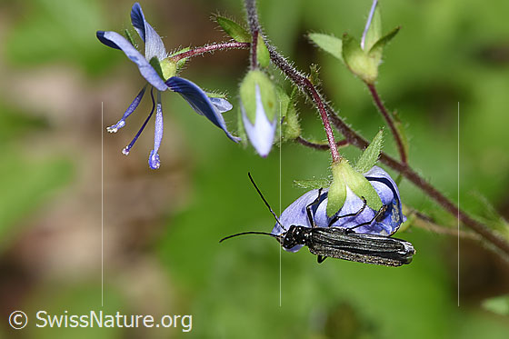 Foto: Oedemera tristis (Scheinbockkäfer) an Gamander-Ehrenpreis (Veronica chamaedrys). Länge 9 - 12mm. Ansicht von oben.