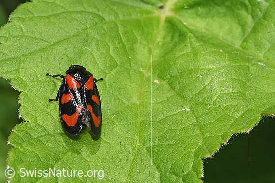 Foto: Gemeine Blutzikade (Cercopis vulnerata). Länge 9 - 11mm. Ansicht von oben.