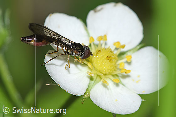 Foto: Gemeine Schattenschwebfliege (Baccha elongata) auf Wald-Erdbeere (Fragaria vesca). Länge 9mm. Weibchen. Ansicht von schräg oben.