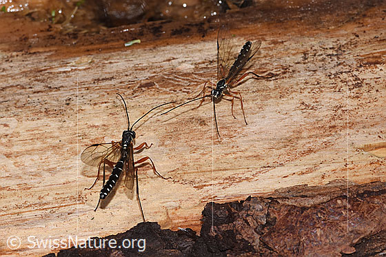 Foto: Holzwespen-Schlupfwespen (Rhyssa persuasoria). Länge 18 - 35mm. Männchen. Zwei Exemplare unterschiedlicher Grösse. Ansicht von schräg oben.