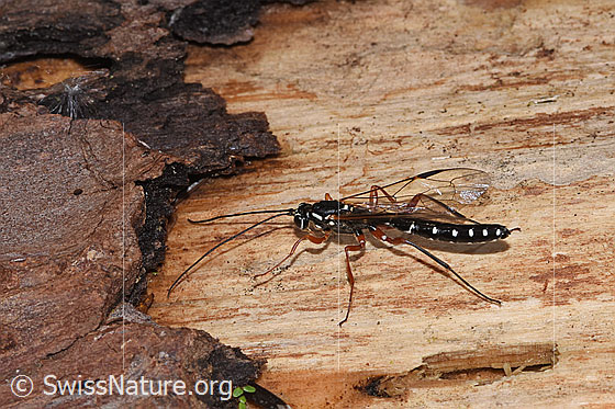 Foto: Holzwespen-Schlupfwespen (Rhyssa persuasoria). Länge 18 - 35mm. Männchen. Ansicht von seitlich oben.