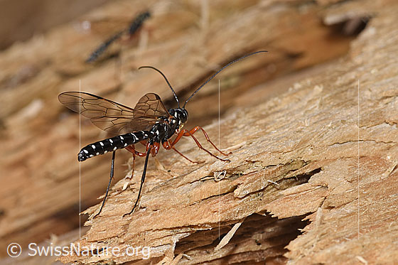Foto: Holzwespen-Schlupfwespen (Rhyssa persuasoria). Länge 18 - 35mm. Männchen. Ansicht von schräg hinten.