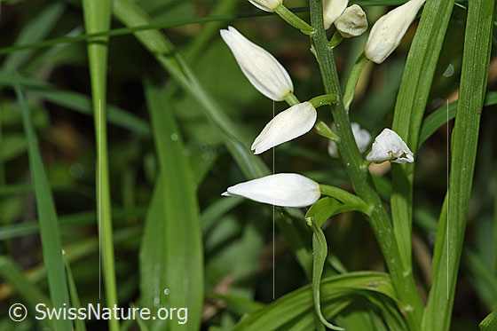 Photo: Cephalanthera longifolia. Blossoms.