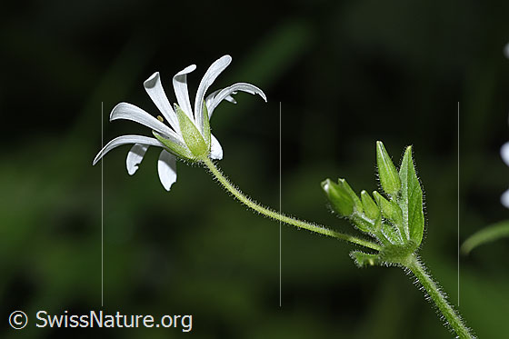 Photo: Stellaria nemorum. Blossom and calyx. View from the side.