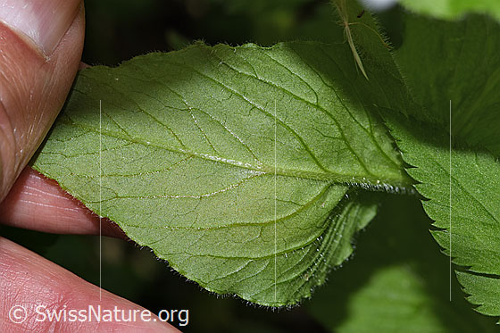 Photo: Stellaria nemorum. Leaf underside.