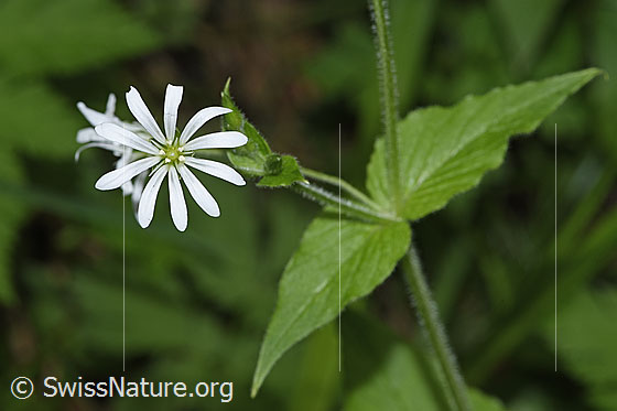 Photo: Stellaria nemorum. Blossom. View from above.