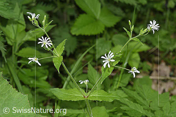 Photo: Stellaria nemorum. Whole plant (habiti).