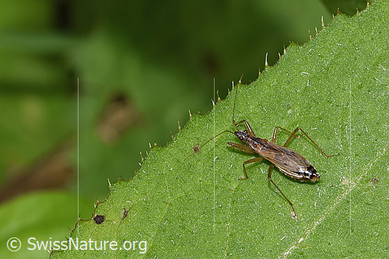 Foto: Rotbraune Sichelwanze (Nabis rugosus). Länge 6 - 7.8mm. Ansicht von schräg oben.