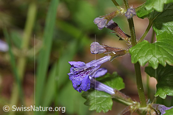 Photo: Glechoma hederacea. Damaged flower.