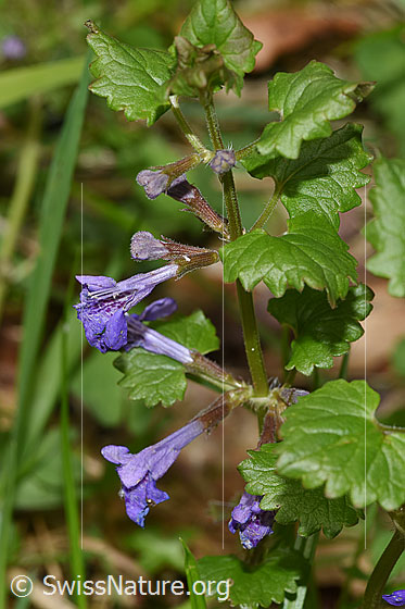 Photo: Glechoma hederacea. Whole plant (habiti).