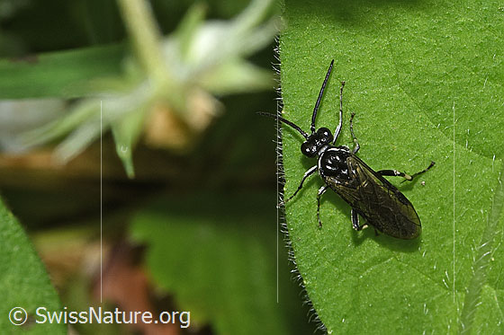 Photo: Probably Macrophya alboannulata. Length 9 - 13mm. It could also be a Macrophya albicincta. View from above.