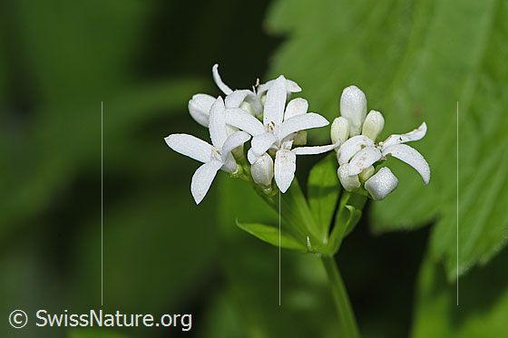 Photo: Galium odoratum. Blossoms.