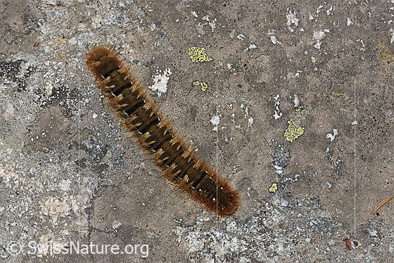 Foto: Raupe des Eichenspinners (Lasiocampa quercus). Ansicht von oben.