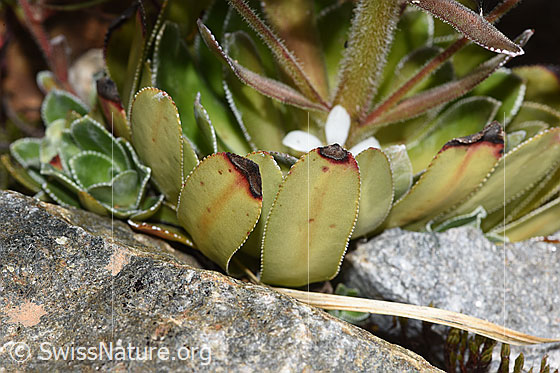 Foto: Strauss-Steinbrech (Saxifraga cotyledon). Blattrosette.