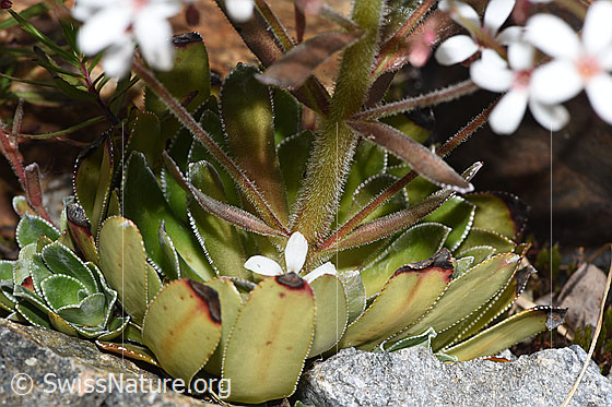 Foto: Strauss-Steinbrech (Saxifraga cotyledon). Blattrosette und Stängel.
