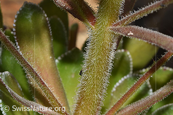 Foto: Strauss-Steinbrech (Saxifraga cotyledon). Stängel. Drüsig behaart.