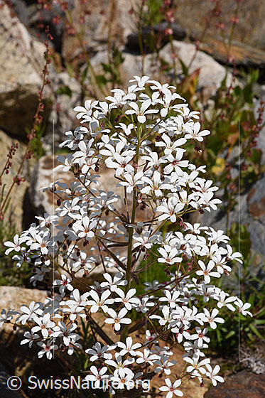 Foto: Strauss-Steinbrech (Saxifraga cotyledon). Blütenstand.
