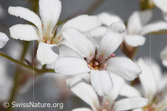Foto: Strauss-Steinbrech (Saxifraga cotyledon). Blüten.