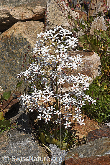 Foto: Strauss-Steinbrech (Saxifraga cotyledon). Ganze Pflanze (Habitus). Höhe: 30cm.