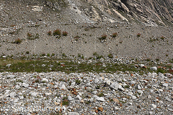 Photo: Barren, flat glacier foreland with pools and little vegetation. Ice-covered until approx. 2014. Eastern part.
