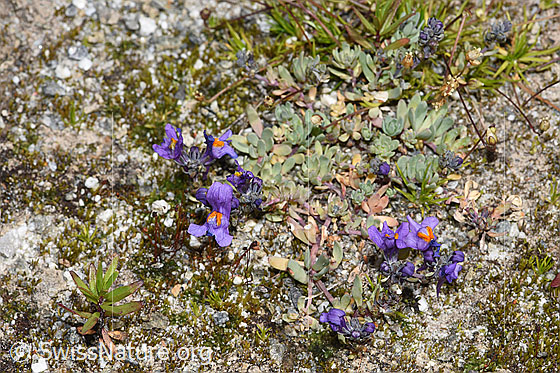 Foto: Alpen-Leinkraut (Linaria alpina). Ganze Pflanze (Habitus).