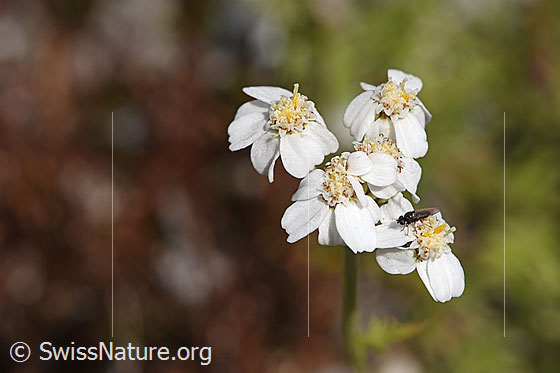 Photo: Achillea erba-rotta. Blossoms.