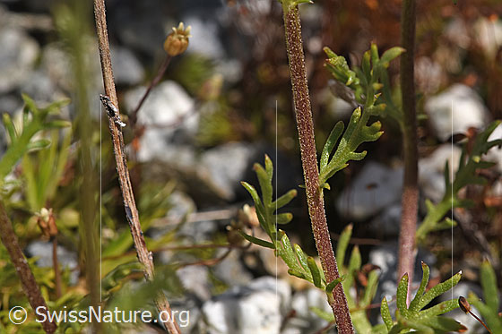 Foto: Moschus-Schafgarbe (Achillea erba-rotta). Stängel und Stängelblätter.