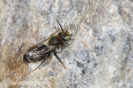 Photo: Probably Hoplitis loti. Length 10mm. Male. View from the side above.