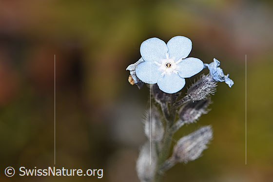Photo: Myosotis alpestris. Blossoms.