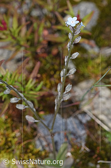 Foto: Alpen-Vergissmeinnicht (Myosotis alpestris). Ganze Pflanze (Habitus).