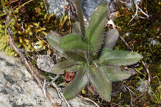 Foto: Alpen-Vergissmeinnicht (Myosotis alpestris). Blattoberseite.