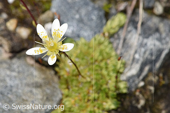 Photo: Saxifraga bryoides. Blossom.
