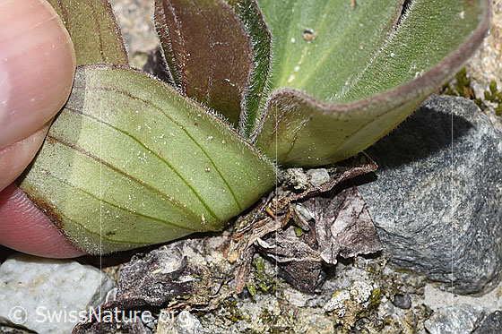 Foto: Arnika (Arnica montana). Grundblatt. Blattunterseite.