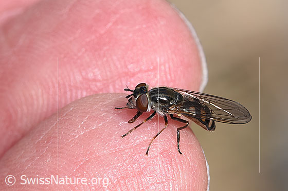 Schwebfliege der Gattung Platycheirus