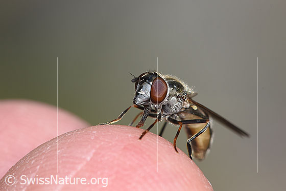 Foto: Schwebfliege der Gattung Platycheirus. Weibchen. Ansicht von vorne.