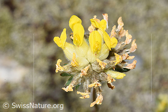 Photo: Anthyllis vulneraria ssp. alpestris. Inflorescence.