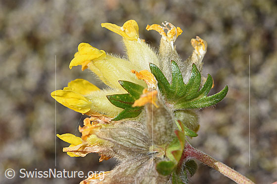 Photo: Anthyllis vulneraria ssp. apestris. Bracts.