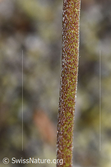 Photo: Anthyllis vulneraria ssp. alpestris. Stem.