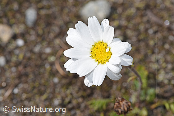 Photo: Leucanthemopsis alpina. Blossom.