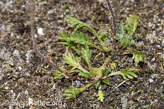 Photo: Leucanthemopsis alpina. Leaves and stem.