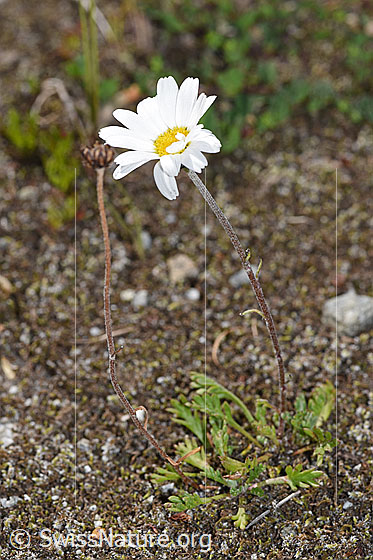 Photo: Leucanthemopsis alpina. Whole plant (habiti).