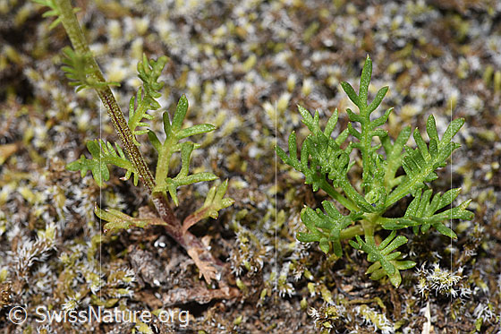 Foto: Moschus-Schafgarbe (Achillea erba-rotta ssp. moschata). Stängel und Blätter.