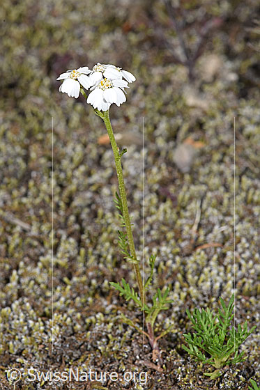 Foto: Moschus-Schafgarbe (Achillea erba-rotta ssp. moschata). Ganze Pflanze (Habitus).