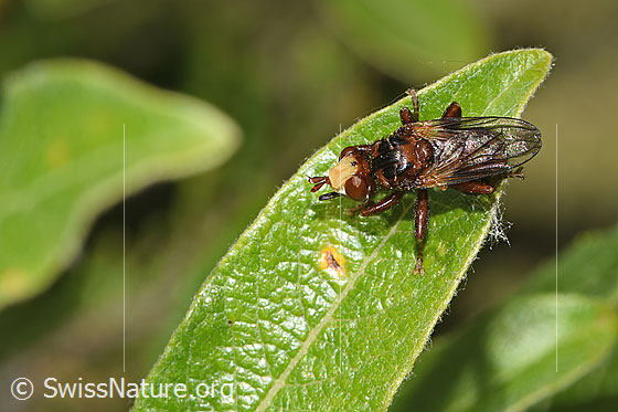 Foto: Gemeine Breitstirnblasenkopffliege (Sicus ferrugineus). Länge 8.5 - 9.5mm. Ansicht von schräg oben.
