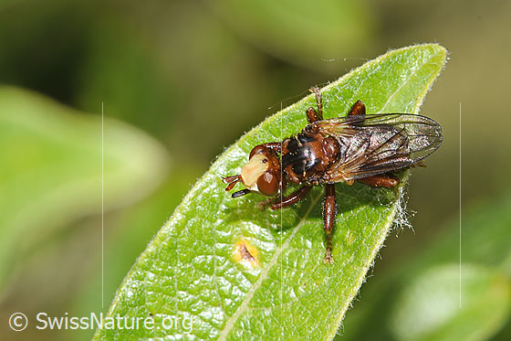 Foto: Gemeine Breitstirnblasenkopffliege (Sicus ferrugineus). Länge 8.5 - 9.5mm. Ansicht von seitlich vorne.