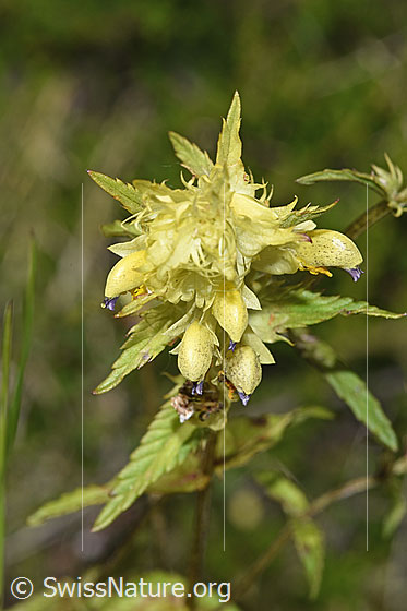 Foto: Schmalblättriger Klappertopf (Rhinanthus glacialis). Blüten und Blätter.