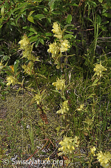 Foto: Schmalblättriger Klappertopf (Rhinanthus glacialis). Ganze Pflanze (Habitus).
